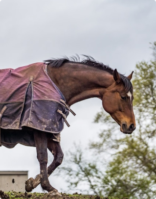 DOLM HORSE FLY RUGS